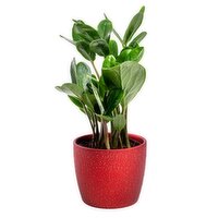 Lucky ZZ - Plant In Red Ceramic Pot 5 In, 1 Each