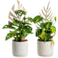 Tropical Plant - Ceramic Pot With Trellis, 5 Inch, 1 Each
