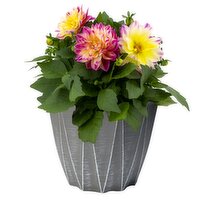 Van Belle Nursery - Dahila 8in, 1 Each