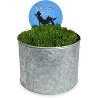Van Belle Nursery - Scotch Moss Planter 6in, Father's Day, 1 Each