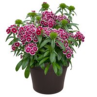 Save-On-Foods - Dianthus Dart, 1 Each