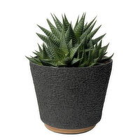 Potted Plants - Tropical In Eco Pot, 6in, 1 Each
