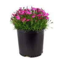 Perennials - In Bloom Astd, 2 Each