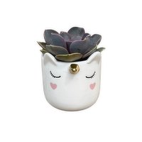 Valentine's Succulent - Potted Unicorn Plant, 1 Each