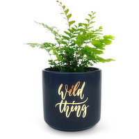 Tropical Plant - In a Ceramic Pot 4inch, 1 Each