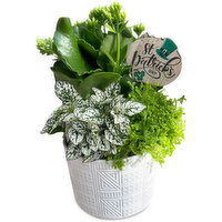 St. Patrick's Day - Potted Garden Planter 5.5In, 1 Each