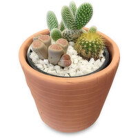 Cactus - Garden in Terracott Pot,a 4in, 1 Each