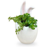 Bunny Ears - Floral Tropical Planter 2inch, 1 Each