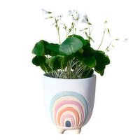 Shamrocks - With Over the Rainbow Planter, 1 Each