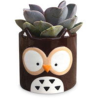 Animal Amigos - Succulent Planter 2in, Assorted, 1 Each