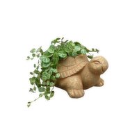 Potted Plants - String of Turtles 2 Inch, 1 Each