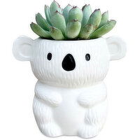 Potted Plants - Koala with Succulent 2 Inch, 1 Each