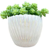 Succulent, Assorted 4in - In Scalloped Shell Planter, 1 Each