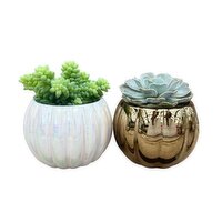 Potted Plants - Succulent Pumpkin 4In, 1 Each