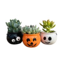 Potted Plants - Halloween Cauldron w/Succulent 2In, 1 Each