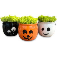 Halloween - Cauldron with Sedum Potted Plant 4 Inch, 1 Each