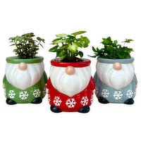 Tropical Plant - Santa Gnomes 2 Inch, 1 Each