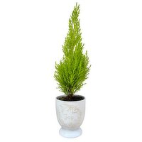 Goldcrest - Lemon Cypress In Joy Pot 4In, 1 Each