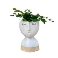 Carol with Ferns - Potted Plant, 1 Each