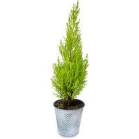 Lemon Cypress - in Tin Pot, 4inch, 1 Each