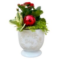 Christmas - Joy Garden 5 Inch, 1 Each