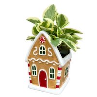 Christmas - Gingerbread House Potted Plant 4In, 1 Each