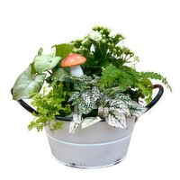 Save-On-Foods - Fungi Forest 8 Inch, 1 Each