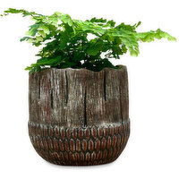 Potted Plants - Acorn with Ferns 4 Inch, 1 Each