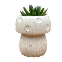 Potted Plants - Speckled Mushroom Succulents 2 Inch, 1 Each