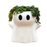 Lil Boo - Potted Plant - Trailing Tropical 2 Inch, 1 Each