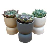 Potted Plants - Modern Urn with Succulents 2 Inch, 1 Each