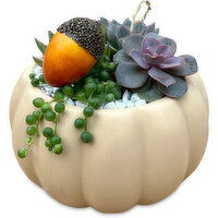 Potted Plants - Acorn Succulent Pumpkin Garden 6IN, 1 Each