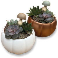 Potted Plants - Mossy Succulent Gardens 6 Inch, 1 Each