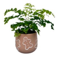 Fern - Gingerbread Pot 4 Inch, 1 Each