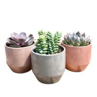 Succulent - Speckled Ceramic Pot, 4 Inch, 1 Each