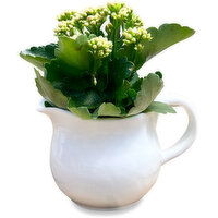 Kalanchoe - Pitcher Pot, 4 Inch, 1 Each