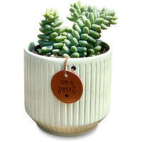 Succulent - Love is Sweet Pot, 4 Inch, 1 Each