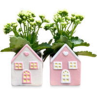 Kalanchoe - Ceramic House Pot, Assorted 4in, 1 Each