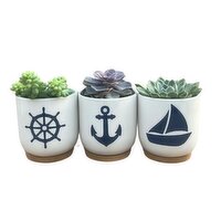 Save-On-Foods - Succulent In Sailing Ceramic 4 Inch, 1 Each