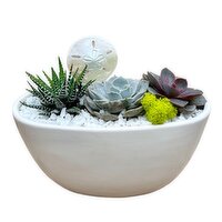 Save-On-Foods - Sand Dollar Garden 7.5 Inch, 1 Each