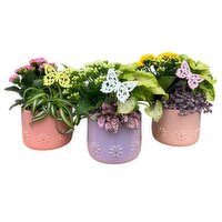 Daisy - Spring Euro Garden, 5 Inch, 1 Each