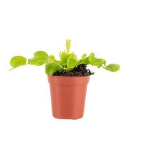 Venus - Fly Trap Potted Plant 2.25 Inch, 1 Each