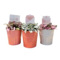 Love Notes - With Polka Dots, 1 Each