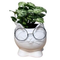 Tropicals - With Cat In Glasses Pot, 4 Inch, 1 Each