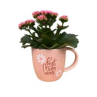 Kalanchoe - With Best Mom Mug, 4 Inch, 1 Each