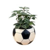 Soccer Ball - Potted Plant, Assorted, 1 Each