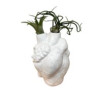Air Plants - Anatomy Heart, Potted, 5.5 Inch, 1 Each
