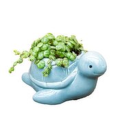 Turtles Plant - With Sea Turtles Pot, 2 Inch, 1 Each