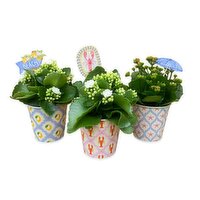 Kalanchoes - With Summer Fest Tins, 4 Inch, 1 Each
