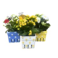 Save-On-Foods - Berry Baskets with Kalanchoe, 4 Inch, 1 Each